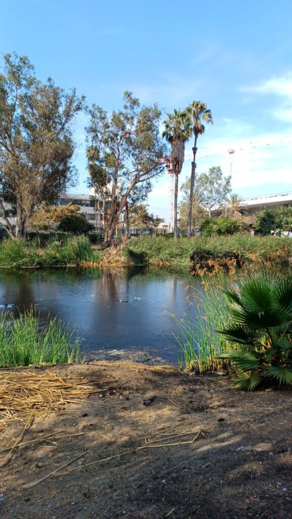 Labrea-tar-pits