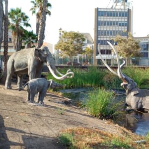 Labrea-tar-pits