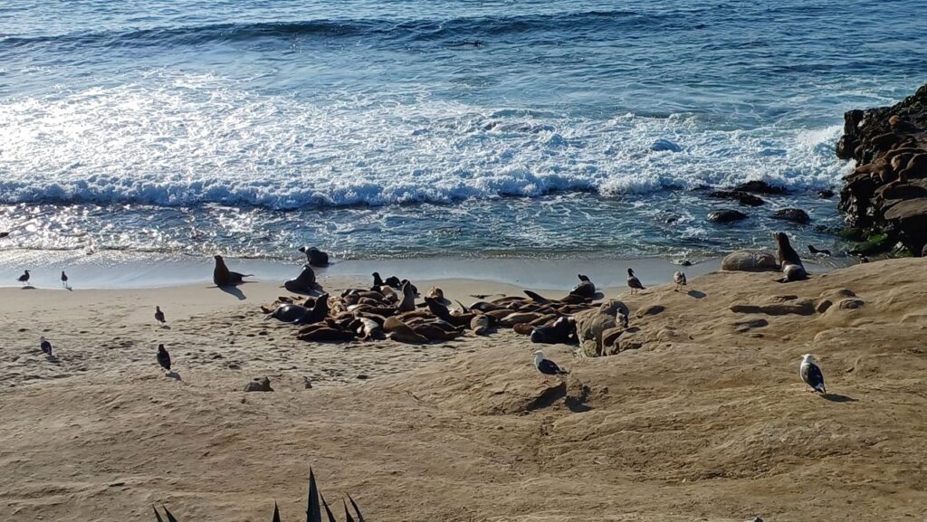 la-jolla-san-diego-california
