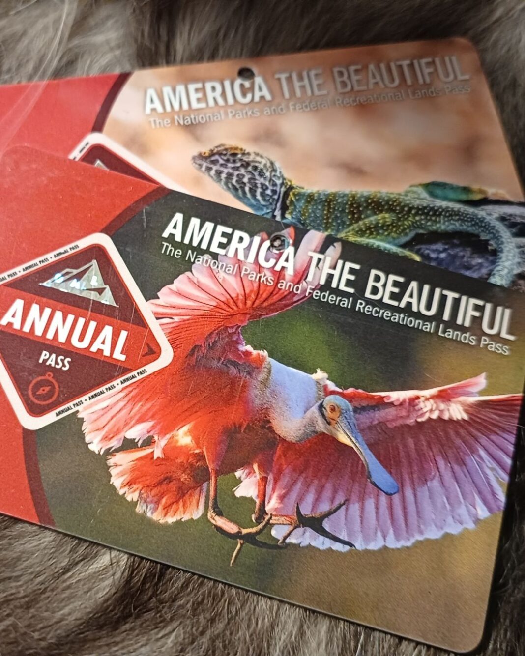 Fare la tessera dei parchi “America The Beautiful” conviene davvero? America-the-beautiful-park-card-travel-to-usa