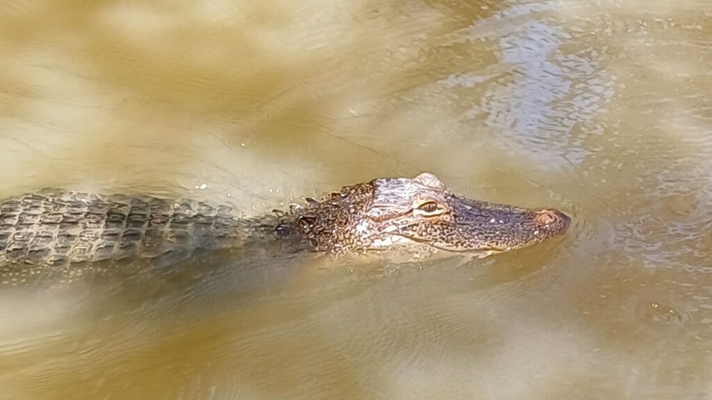 swamp-tour-louisiana-travel-to-usa-4